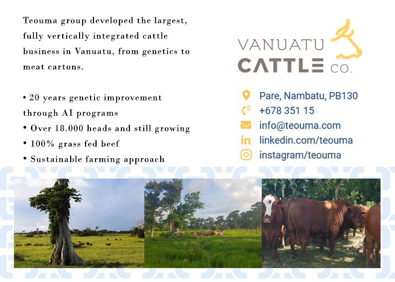 Vanuatu Cattle